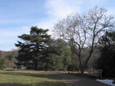 Blue Atlas Cedar and Brozzoni Saucer Magnolia