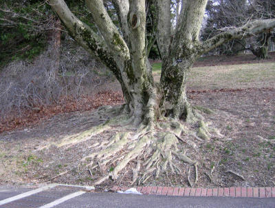 Morris Arboretum