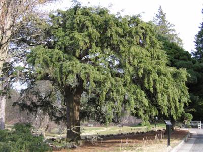 Weeping Hemlock