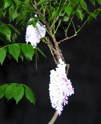 Faked Flowers!