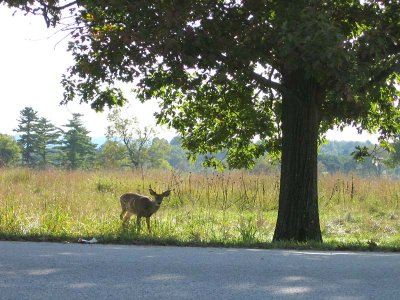 8-Point Buck