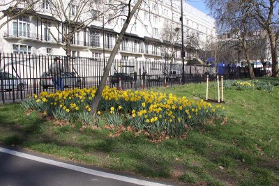 Daffodils - Hyde Park
