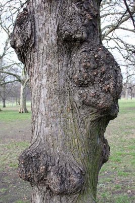 Gnarly Trunk