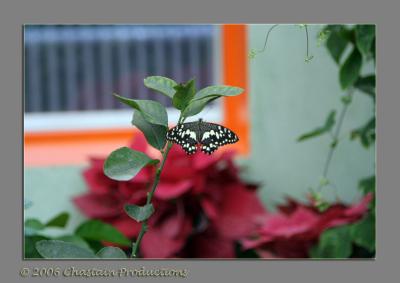 Butterfly Gallery...