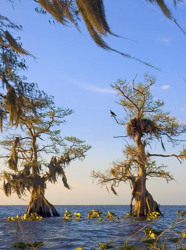 Osprey and nest Cypress with blowing moss - Lake Istokpoga