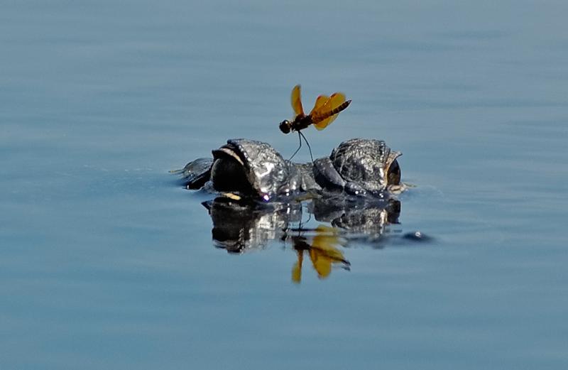 Resting on Gator Isle