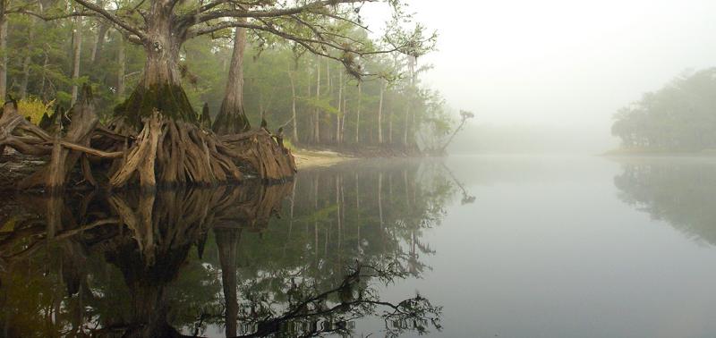 Fisheating Creek Foggy Morn5