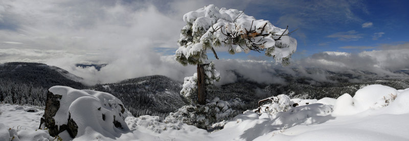 Bent Tree Pano 3 shots...dont forget to scroll