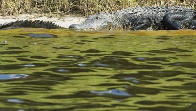 Green water tail to head 2