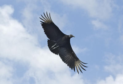 Vulture spread eagle