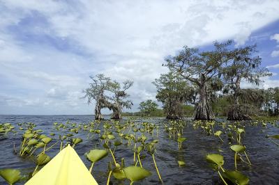 Lillies Kayak and Cypress - Lake Istokpoga