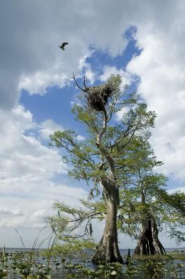 Cypress Osprey and Nest  - Lake Istokpoga