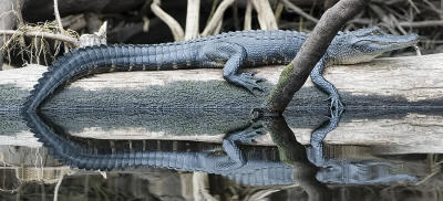 Small gator on log - Fisheating Creek
