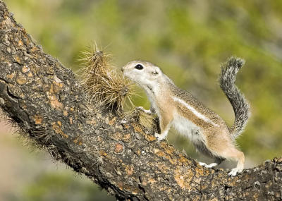 Stop and smell the thornier side of life - Organ Pipe