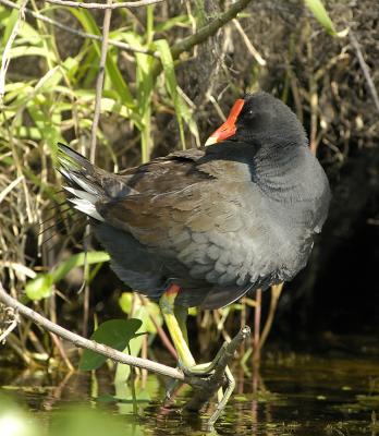 Common Gallinule Tail Feathers Braden River