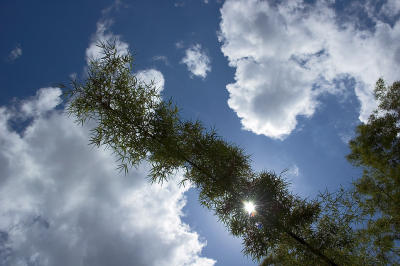 Bamboo soaring over Gamble Creek