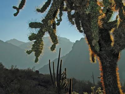 Organ Pipe NM mysterioso