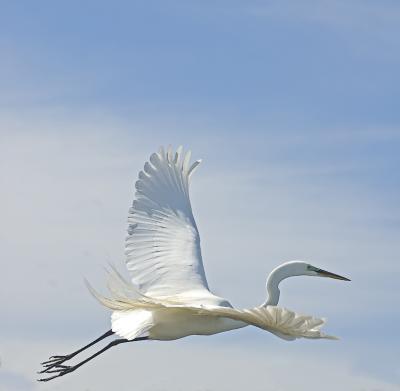 Great Egret flight - Roberts Bay
