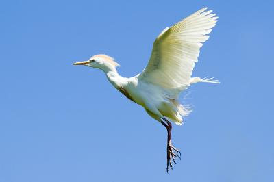 Cattle Egret in Flight w/Breeding Plumage - Medard Park