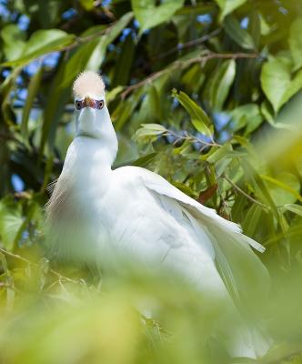 Cattle Egret Staredown - Medard Park