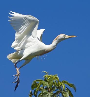 Cattle Egret in Flight Breeding Plumage