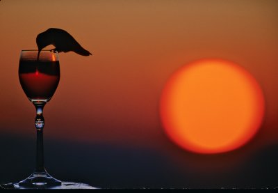 Silhoutted Hummer sip small glass large sun