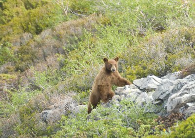 Guy in a bear suit