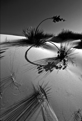 White Sands Yucca and shadows B&W