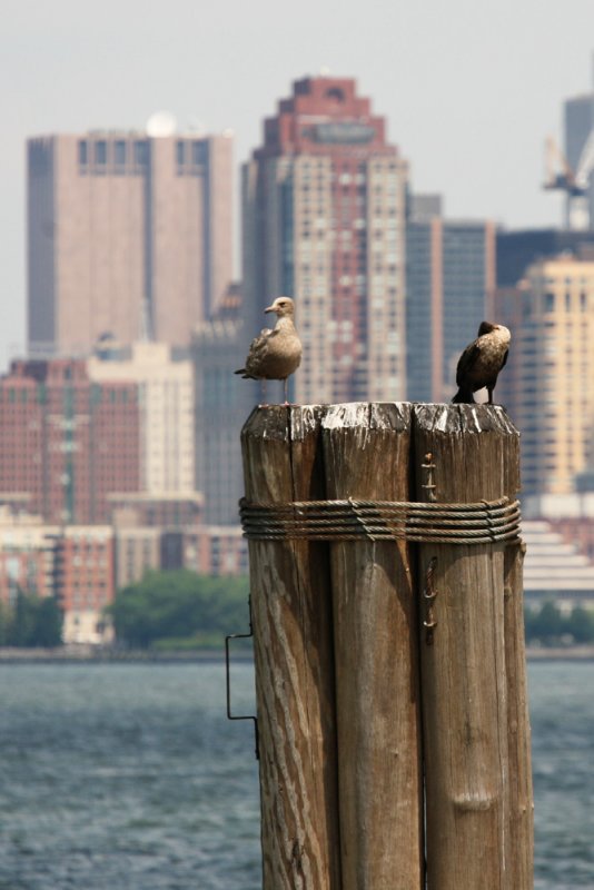 Liberty Island