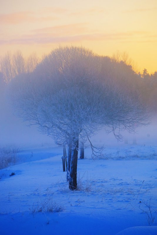 Winterland I