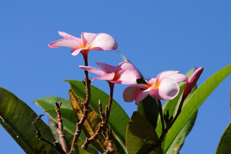 Oahu Flowers