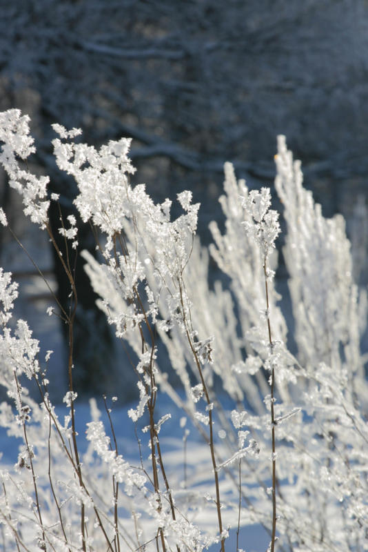 Iceword