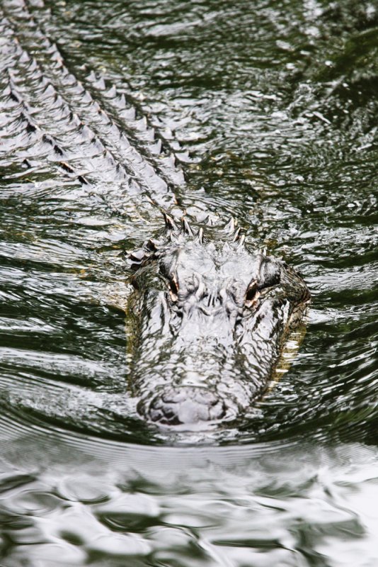 The predator