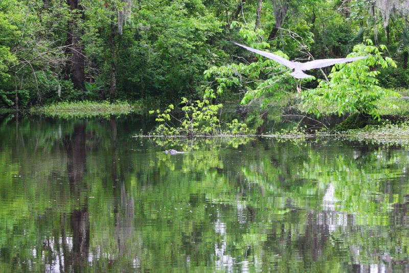 Swamp