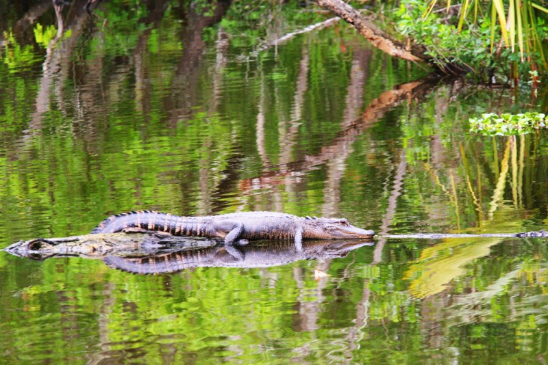 Aligator