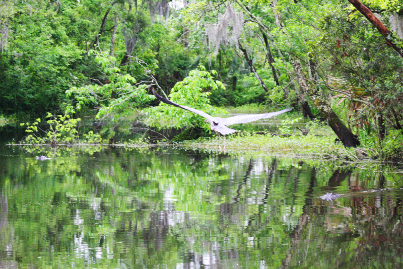 Swamp