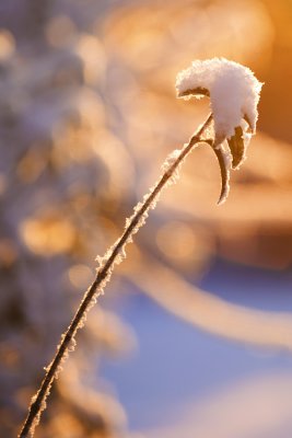 IMG_1736.jpg