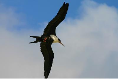 Great Frigatebird