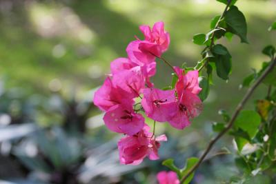 Oahu Flower