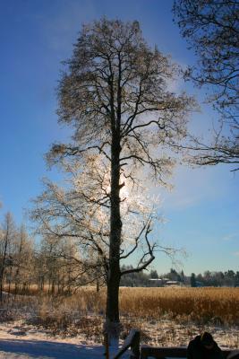 Backlight