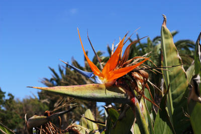 Bird of Paradise