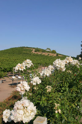 Wineyard  - Sonoma Valley