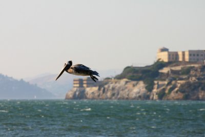 Alcatraz Means Pelican ...