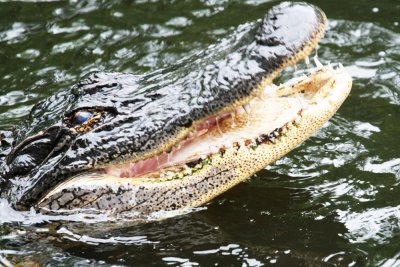 Alligator Smile
