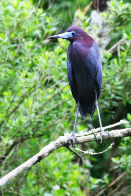 Blue Heron