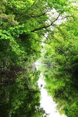 Canal in the Swamp