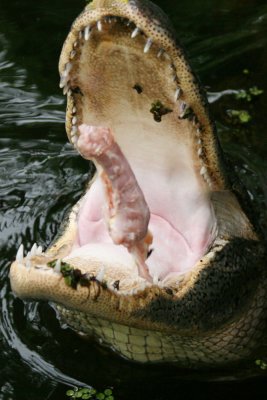 Jaws