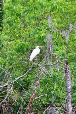 Heron