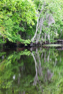 Swamp
