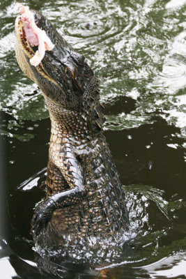 Bite